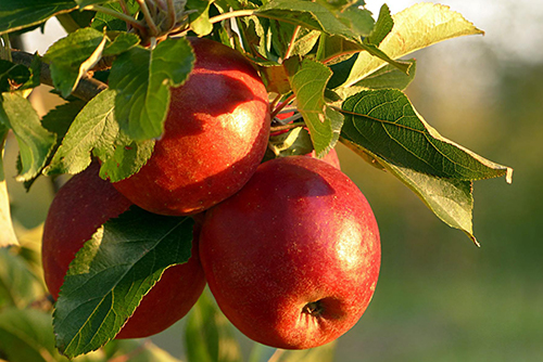 Some of the best fruit trees to grow include apples