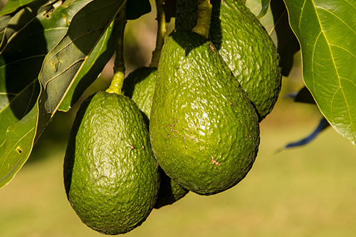 Some of the best fruit trees to grow include avocados