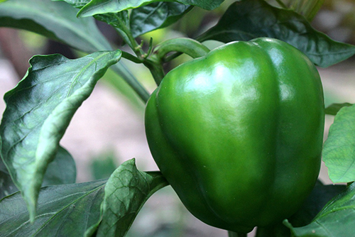 Plants like bell peppers are a great species for a home garden