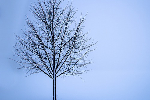Tree pruning activities in winter and dormancy