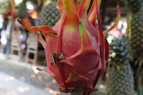 Some of the best fruit trees to grow include dragon fruit