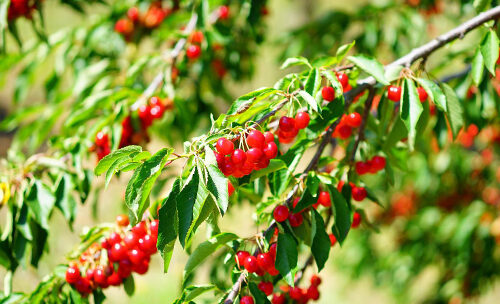 5 Best Fruit Trees to Grow