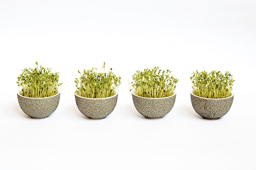 herbs planted in pots indoors