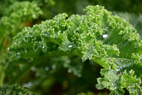 Popular winter garden plants include kale
