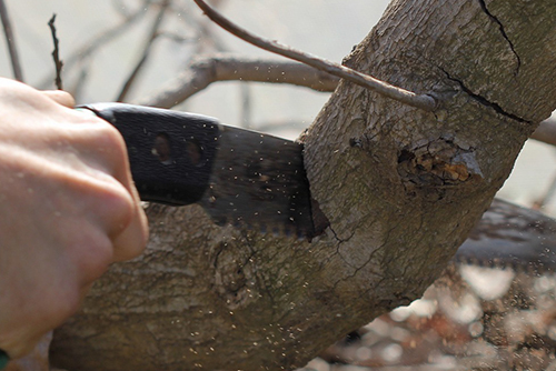 Tree pruning removing dead or dying branches