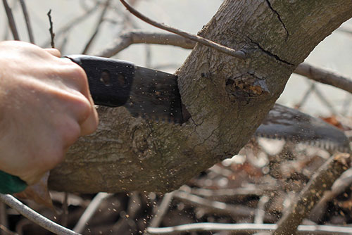 Pruning trees and shrubs equipment hand saw
