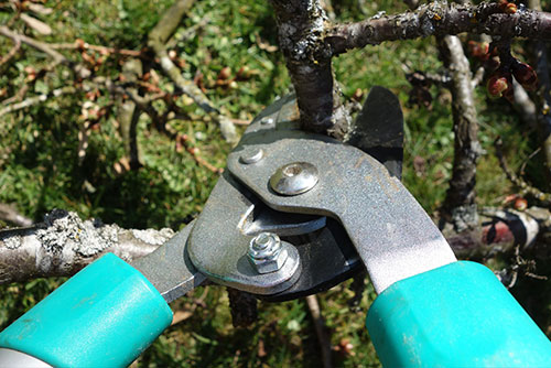 Pruning trees and shrubs equipment lopping shears
