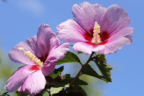 Shrubs like rose of sharon are a great species for a home garden