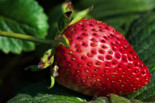 Fruits like strawberries are a great species for a home garden