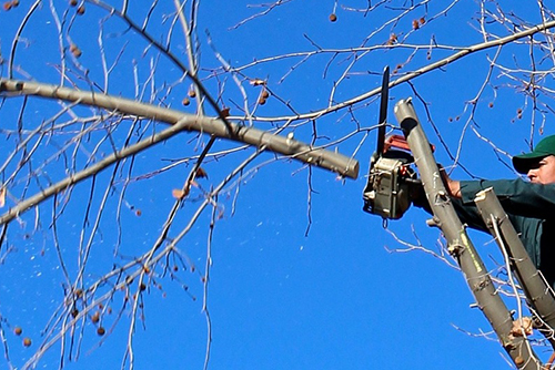 Tree pruning helps the crown get more air and light