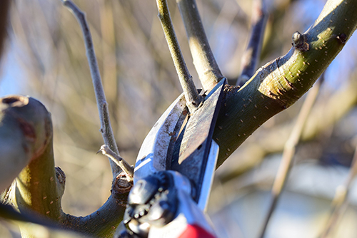 Tree Pruning – Everything You Need to Know