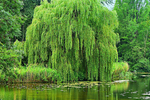 A common specimen tree can include willows